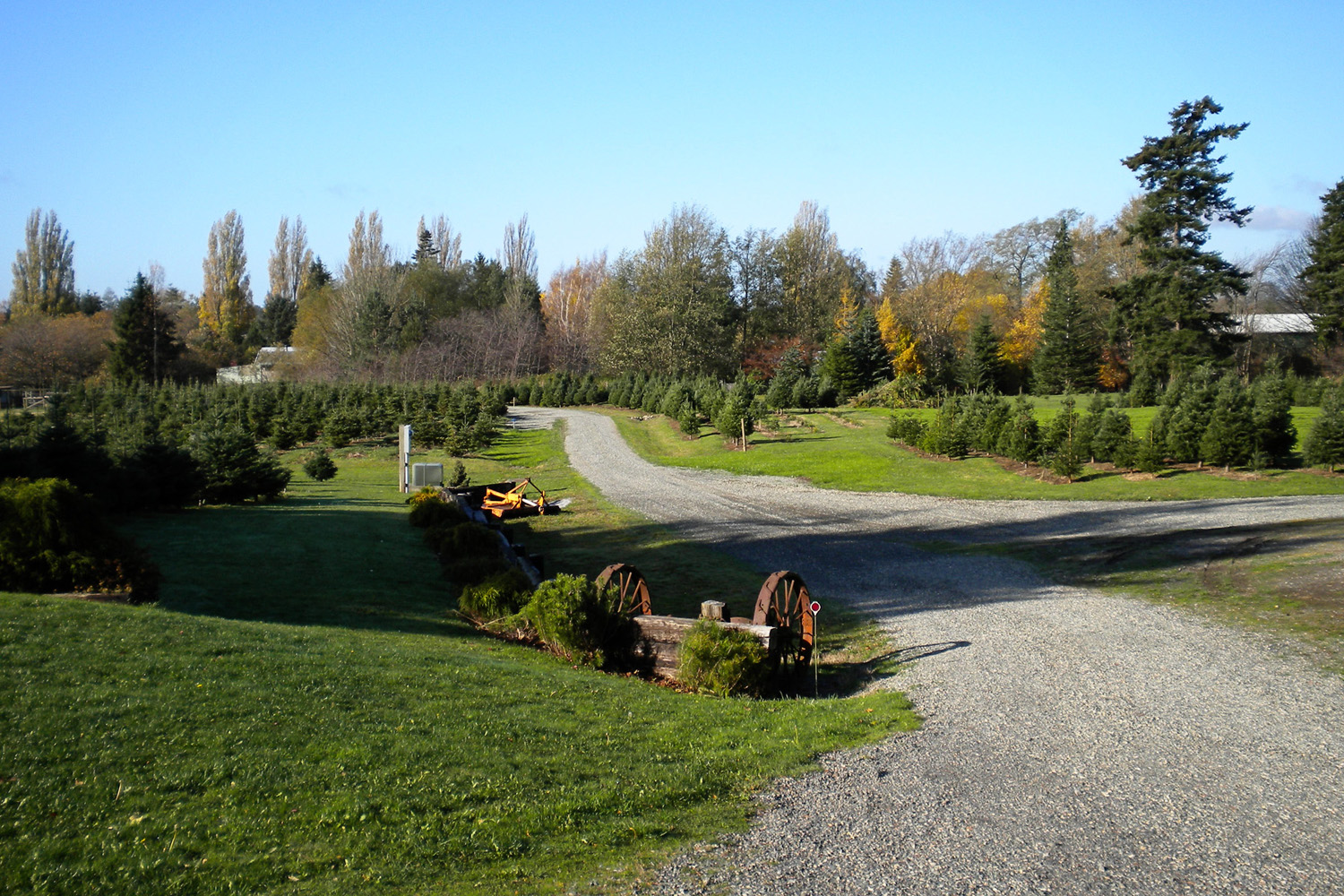 take your pick of whatcom county s bountiful christmas take your pick of whatcom county s bountiful christmas