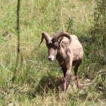 NorthWest Trek (1)