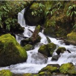 Olympic National Forest Quinault Washington