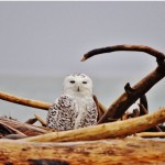 Snowy Owls at Damon Point Washington