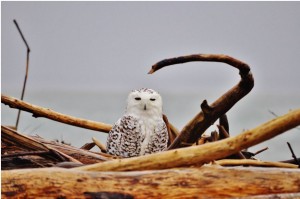 The Life of the Snowy Owl with Paul Bannick @ Whatcom Museum, Old City Hall | Bellingham | Washington | United States