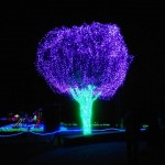The Flame Tree at lit night
