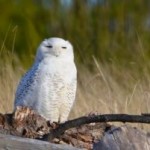 snowy owls ocean shores washington
