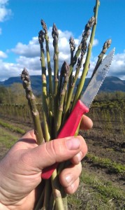 bellingham csa