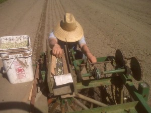 bellingham csa