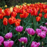 skagit-tulip-festival12