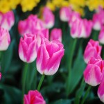 skagit-tulip-festival17
