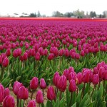 skagit-tulip-festival2