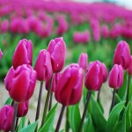 skagit-tulip-festival3