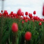 skagit-tulip-festival5
