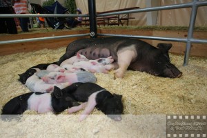 With 10,000 exhibits covering various aspects of agriculture, home economics, art, and more, the Northwest Washington Fair brings an eclectic mix for Whatcom County crowds.