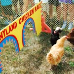 sunnyland stomp