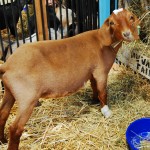 nw washington fair