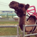 nw washington fair