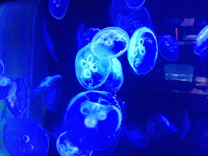 jellyfish