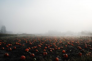 bellingham pumpkin patch