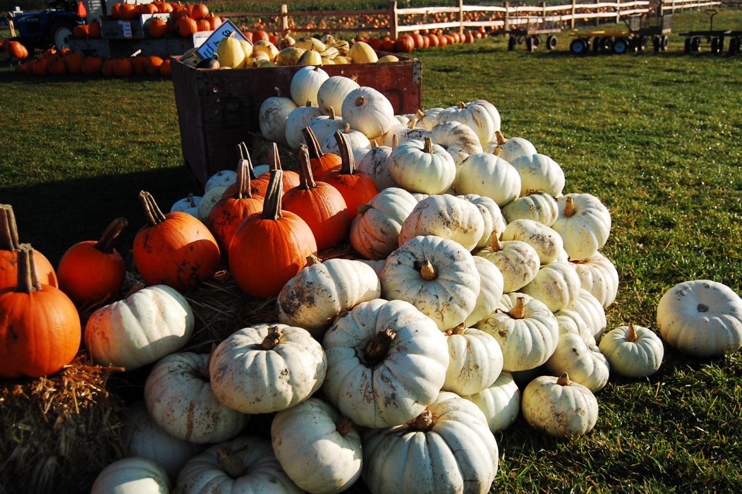 pumpkin patch bellingham