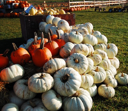 pumpkin patch bellingham