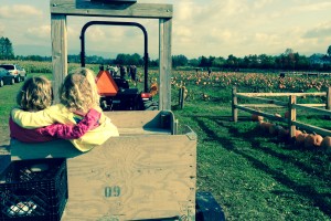 bellingham pumpkin patch