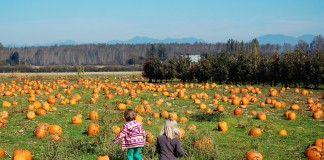 pumpkin patch bellingham