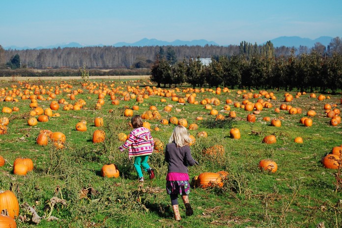 pumpkin patch bellingham