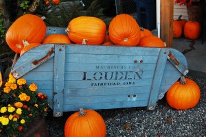 bellingham pumpkin patch