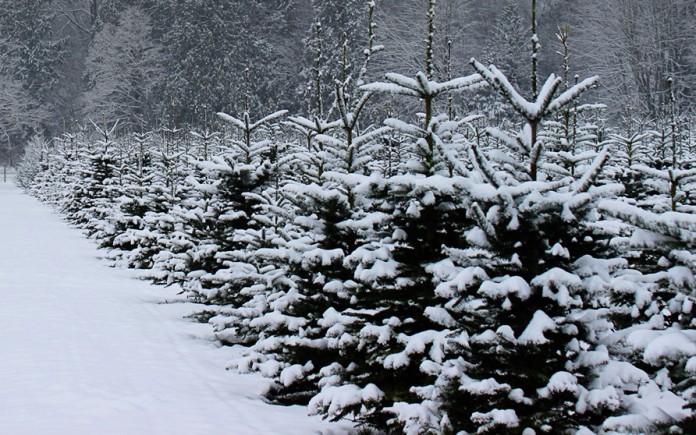 bellingham tree farm