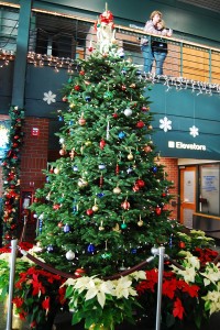 No Christmas celebration is complete without the perfect tree.