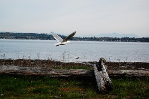 birch bay state park