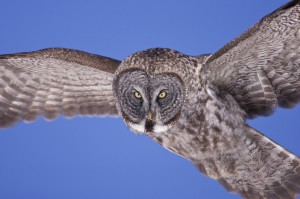  The Owl & the Woodpecker: Photographs by Paul Bannick @ Whatcom Museum, Old City Hall | Bellingham | Washington | United States