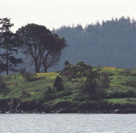 San Juan Treasures: Exploring Yellow and Jones Islands  @ North Cascades Institute | Sedro-Woolley | Washington | United States