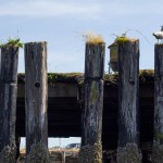 Plover – oil dock