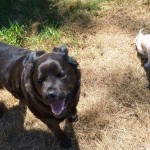 dog park