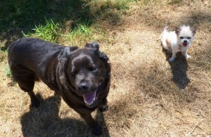 dog park bellingham