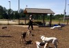 off leash dog bellingham