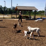 squalicum creek dog park