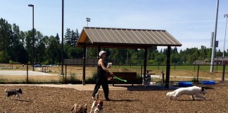 off leash dog bellingham