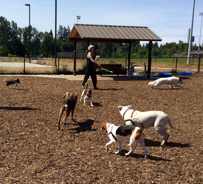 squalicum creek dog park off leash dog bellingham