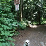 dog park lake padden