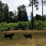 squalicum park dog park