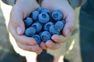 bellingham u-pick farm