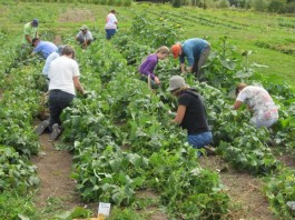 u-pick farm bellingham