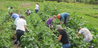 u-pick farm bellingham