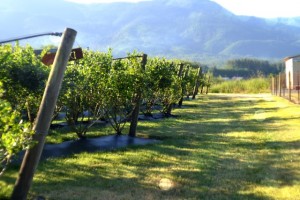 u-pick farm bellingham