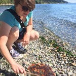 lummi island jellyfish