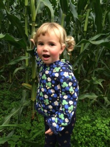 corn maze bellingham