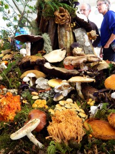 Wild Mushroom Show @ Bloedel Donovan Park | Bellingham | Washington | United States