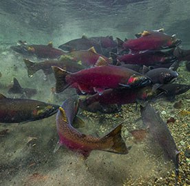 Workshop: Salmon on the Nooksack @ Glacier Public Service Center | Deming | Washington | United States
