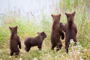 Kearney loves to photograph young animals like these brown bear cubs watching their mother at Brooks River in Katmai National Park, Alaska. Photo credit: Kenneth Kearney.