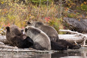 Kearney captures moments like this grizzly bear sow nursing her cubs in the British Columbia interior. Photo credit: Kenneth Kearney.